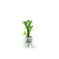 水植物盆栽排行榜